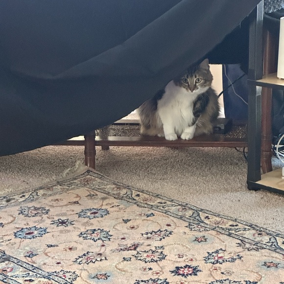 Meet your Posher, Antoinette (Toni) - Picture 2 of 3